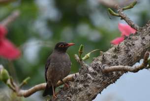 Bird Watching in Koyna and around Koyna Wildlife Sanctuary