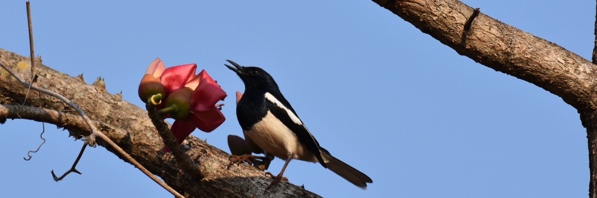 Bird Watching in Koyna wildlife sanctuary